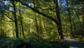 Walking path in rainforest