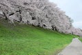 A walking path by river bank with a romantic archway of beautiful Sakura blossoms Royalty Free Stock Photo