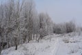 Walking path in snowy winter forest. Beautiful landscape with trees in hoarfrost