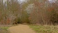 Walking path through a spring forest with first white blossoms