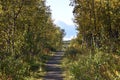 Walking path in subarctic birch forest Royalty Free Stock Photo