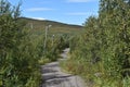 Walking path in subarctic birch forest Royalty Free Stock Photo