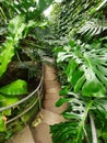 A walking path surrounded by green tropical plants inside of Ott\'s Exotics Place, Schwenksville, Pennsylvania