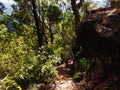 Walking path in a thick mountain forest in Australia Royalty Free Stock Photo