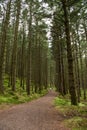 Walking path throug a pine forest.. Royalty Free Stock Photo