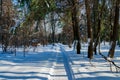 Walking path between trees covered in white snow Royalty Free Stock Photo