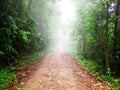 Walking path in tropical rain forest with foggy at National Park in Thailand. Trail through lush green forest Royalty Free Stock Photo