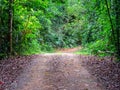 Walking path in tropical rain forest at National Park in Thailand. Trail through lush green forest Royalty Free Stock Photo