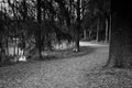 Walking Path in the Tropics, in Black and White Tone Royalty Free Stock Photo