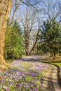 Walking path trough a park with spring flowers in Assen Royalty Free Stock Photo