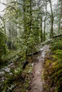 Walking path up the hill in an old winter snow-covered wild forest with moss-covered trees Royalty Free Stock Photo