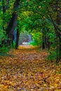 autumn colored walking path in a park