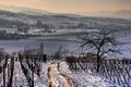 Walking path in the vineyards