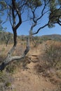 Walking path - Walter Sisulu Botanical Gardens Royalty Free Stock Photo