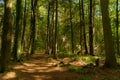 Walking path in Whitefish Dunes State Park in Wisconsin Royalty Free Stock Photo
