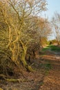 Walking path at Wicken Fen