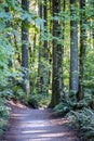 Walking path in the wild green old forest for lovers of cross-country hiking Royalty Free Stock Photo