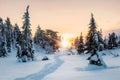 Walking path through the winter forest. Landscape with winter polar forest and bright sunbeams. Sunrise, sunset in beautiful snowy Royalty Free Stock Photo