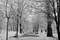 Walking Path in Winter Park