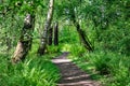 Walking path through wooded forest area Royalty Free Stock Photo
