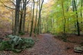 Walking Path woods autumn, Ardens, Wallonia, Belgium Royalty Free Stock Photo