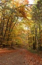 Tree bent over a trail with fall colors in Germany Royalty Free Stock Photo