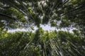 Looking up through the bamboo forest at Arashiama, Tokyo Royalty Free Stock Photo