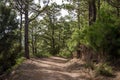 Walking paths of La Esperanza forest, Canary islands