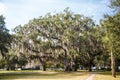 Walking Paths Among Oak Trees with Spanish Moss Royalty Free Stock Photo