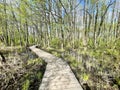 Walking paths in the Solnechnaya Park in May. Moscow region, Balashikha city