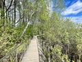 Walking paths in the Solnechnaya Park in May. Moscow region, Balashikha city.