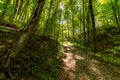 Walking pathway in forest or park. The sun's rays make their way through the foliage Royalty Free Stock Photo