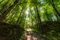 Walking pathway in forest or park. The sun's rays make their way through the foliage Royalty Free Stock Photo