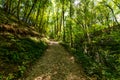 Walking pathway in forest or park. The sun's rays make their way through the foliage Royalty Free Stock Photo