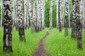 Walking pathway in the summer birch park