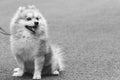 Adorable and Cute Pomeranian, Black and White image.