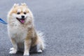 Adorable and Cute Pomeranian, Light Brown-White.