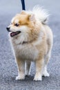 Adorable and Cute Pomeranian, Light Brown-White.