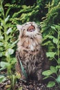 A tabby cat is sitting in the garden, scared, with its head up, screaming and mewing.