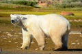 Walking polar bear outside Churchill, Canada