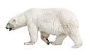 Walking polar bear on white