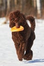 Walking poodle in snowy field