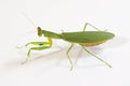 Walking praying mantis Royalty Free Stock Photo