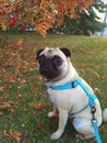 Walking pug in the Fall