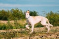 Running Puppy Of Russian Wolfhound Hunting Sighthound Russkaya Psovaya Borzaya Dog