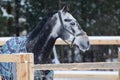 Portrait of a thoroughbred horse grey spotted under the snow Royalty Free Stock Photo