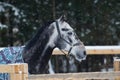 Portrait of a thoroughbred horse grey spotted under the snow Royalty Free Stock Photo