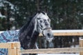 Portrait of a thoroughbred horse grey spotted under the snow Royalty Free Stock Photo