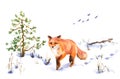 Walking Red Fox In Winter Sketch
