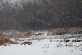 Walking red fox in winter Royalty Free Stock Photo